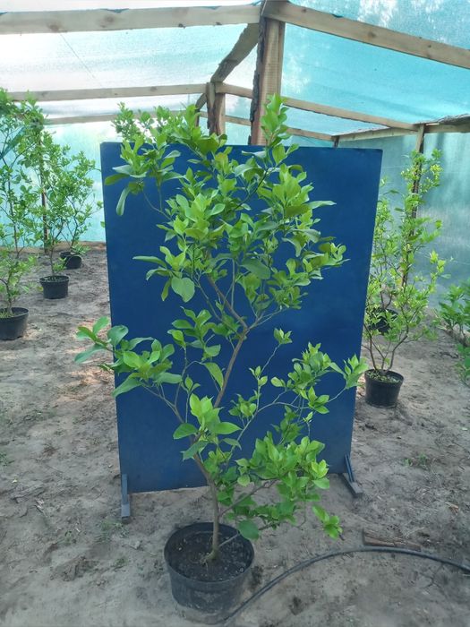 Великі Лимони Павловский