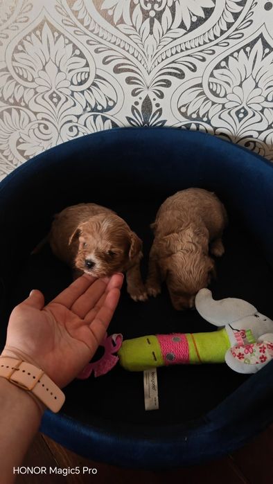 Maltipoo mini Suczka Rodowód wyprawka Hybryda