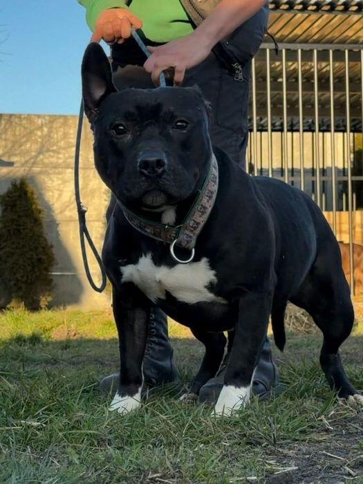 Piękny bullowaty Max do adopcji