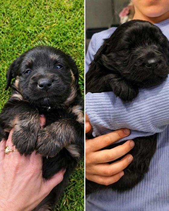 Szczeniaki poszukują domu!