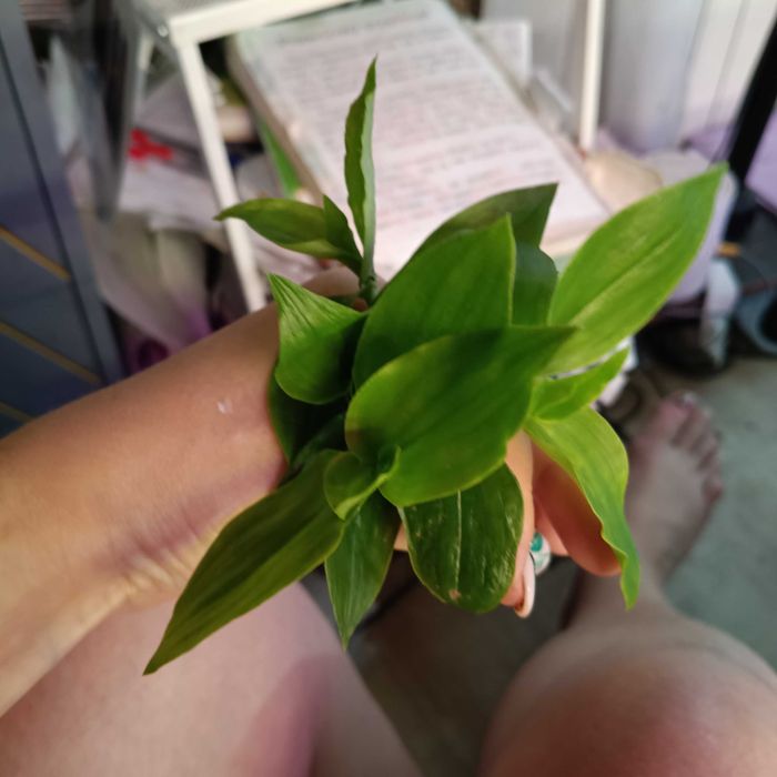 trzykrotki tradescantia 50szt ciętych