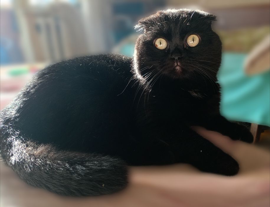 Вязка Скотиш фолд шукає наречену