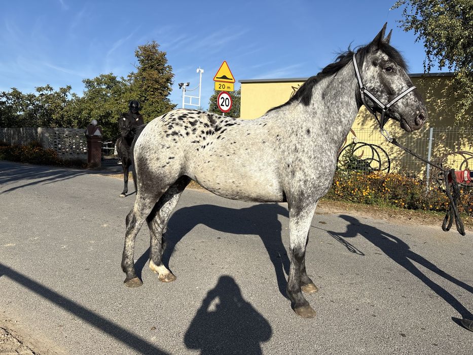 Klacz tarantowata 5 lat