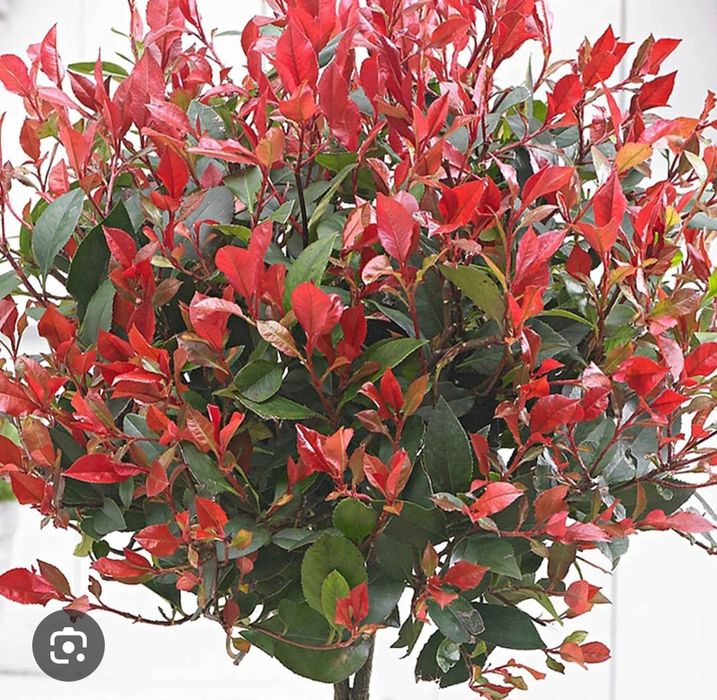 Głogownik na pniu Red Robin,  głogowniki 140-150cm.