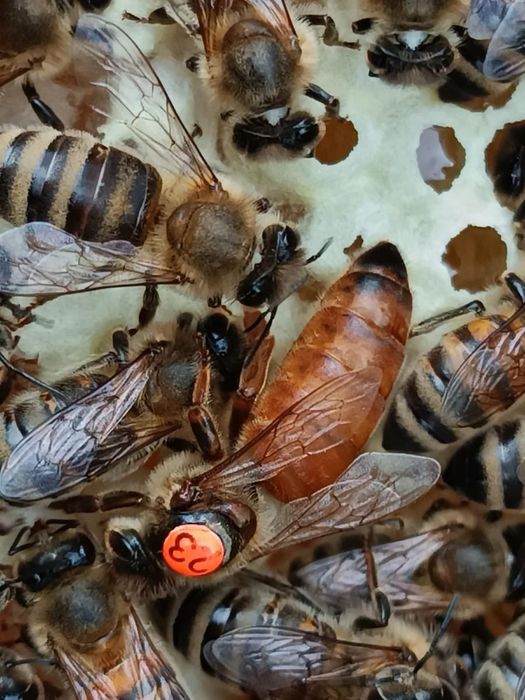 Пчеломатки Бакфаст