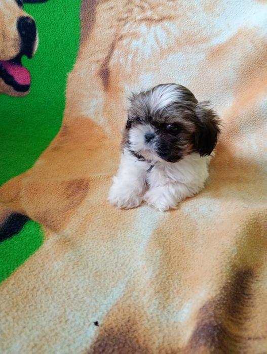 Szczeniaki shih tzu tricolor z rodowodem