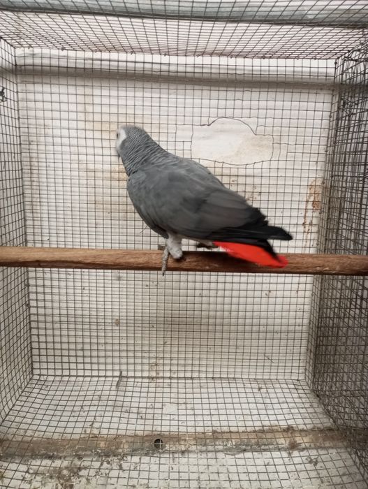 Macho papagaio cinzento