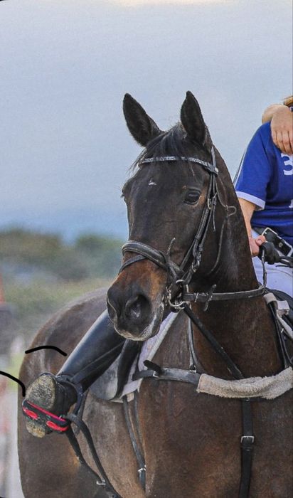 Égua cruzada com 13 anos