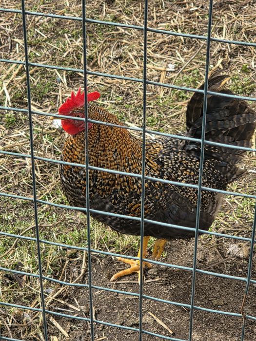 Vendo garnizos pedrez, de grande porte.