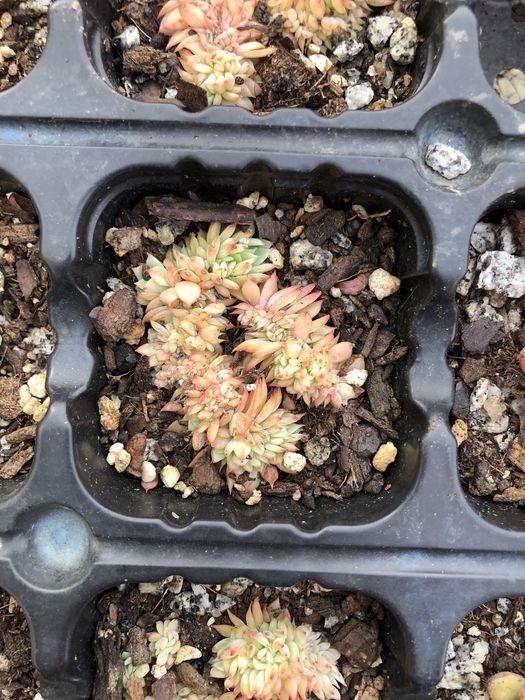 Catos e suculentas variados