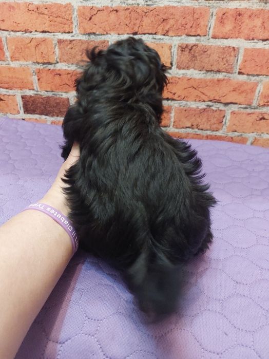 Shih-tzu chlopak