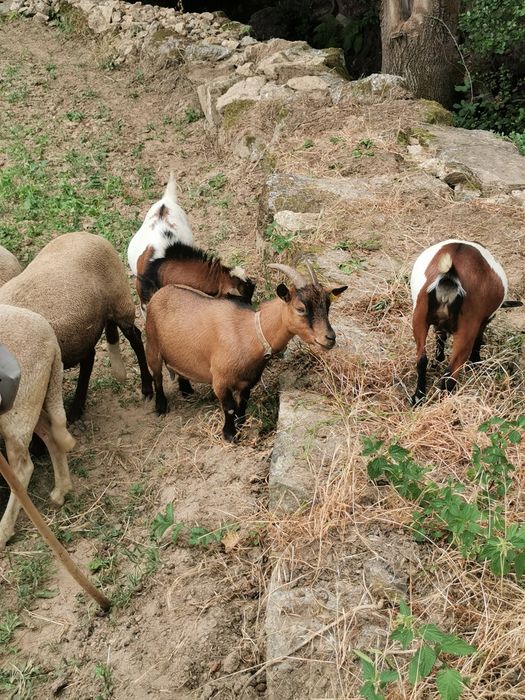 Cabra micro anã castanha