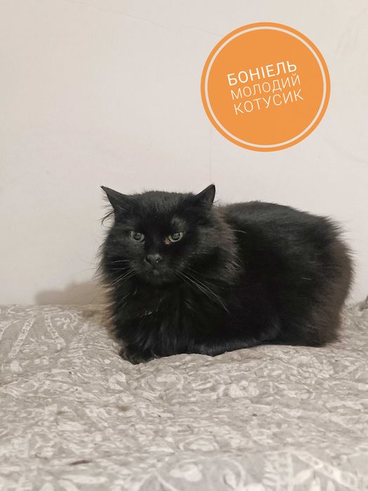 Красиві кото-брюнети чекають на добрих людей