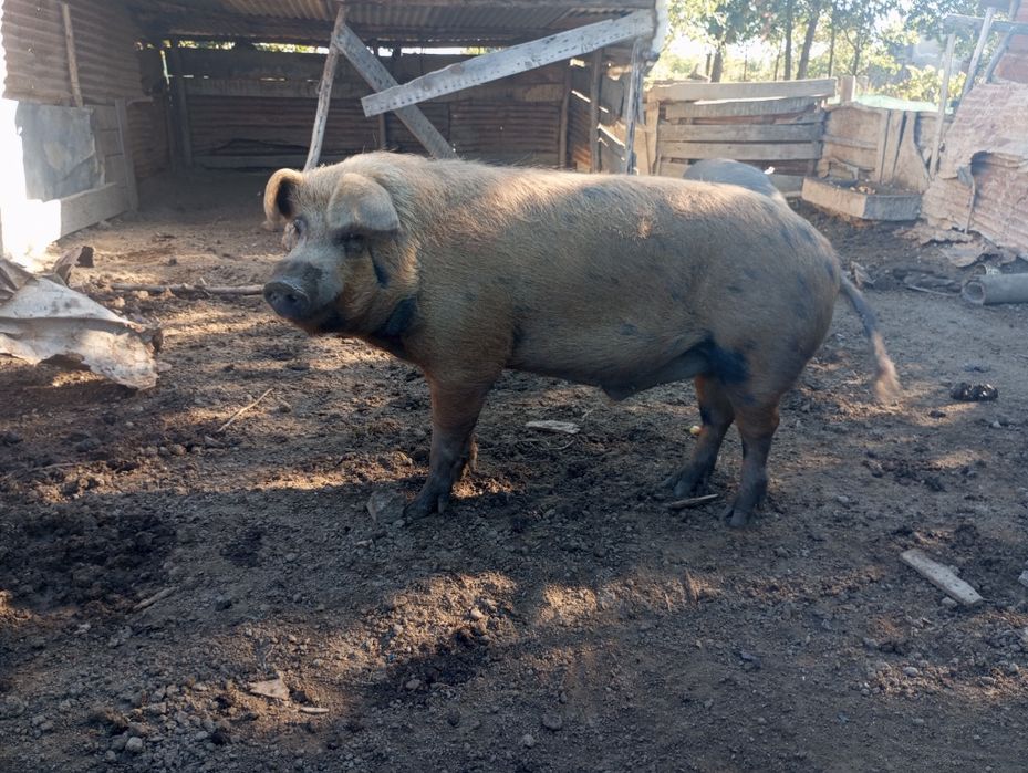Porco inteiro disponível