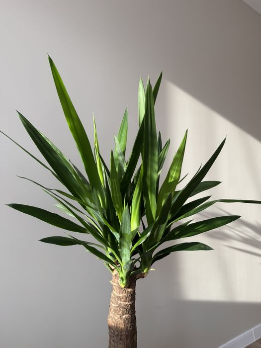 Юкка  слонова вічнозелена рослина,драцена запашна