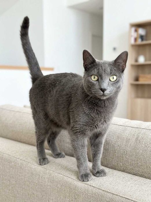 Setúbal / Margem Sul / Lisboa — PRETINHA , gatinha para adoção