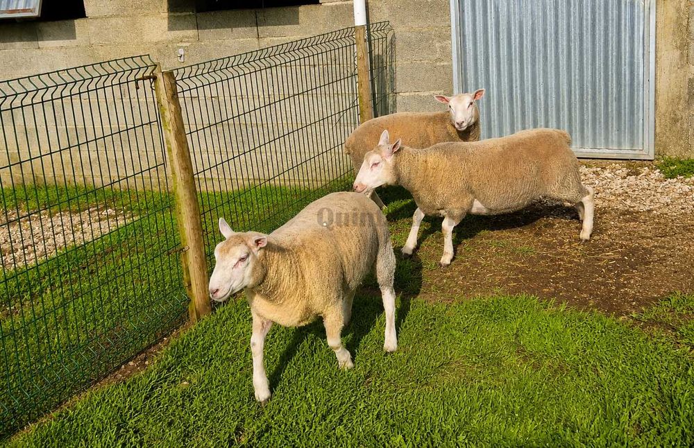 Borregas Texel Puras