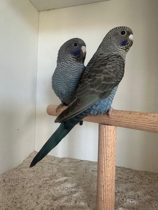 Periquitos double black