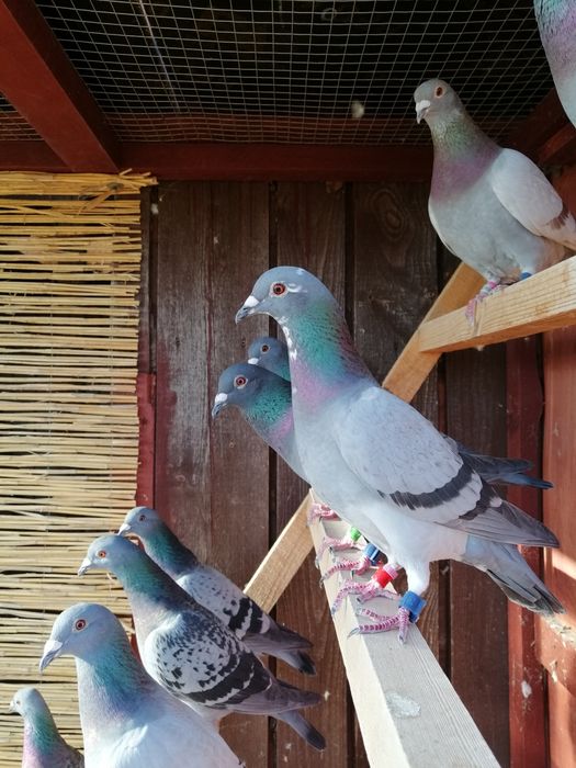 Gołębie pocztowe
