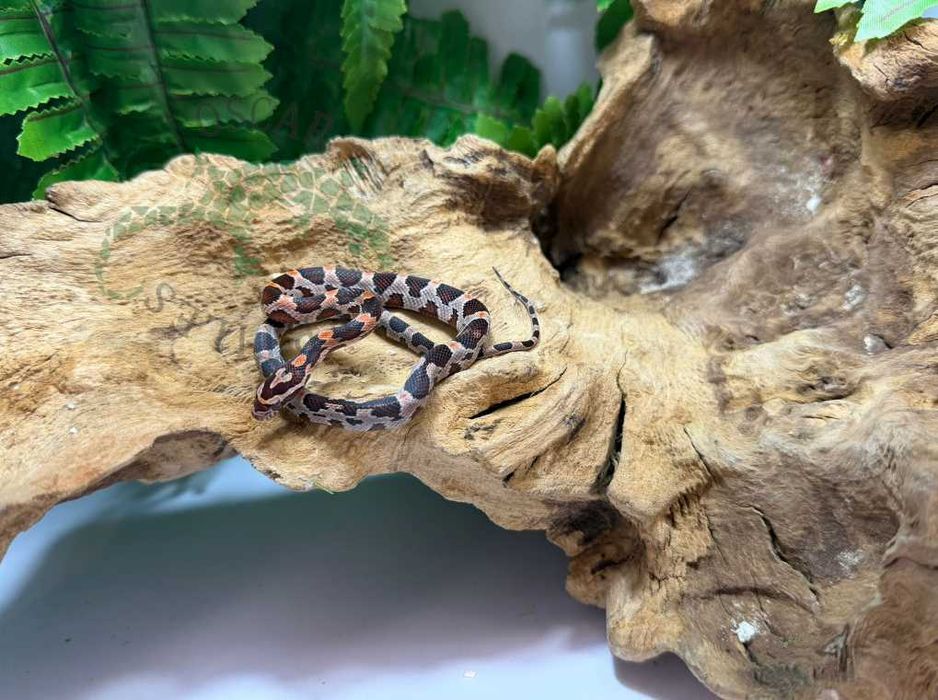 Wąż zbożowy węże zbożowe Mława