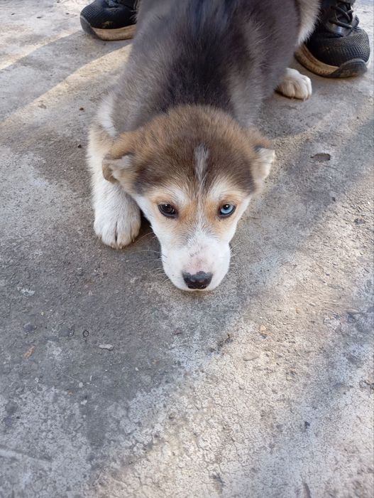 Красива дівчинка шукає дім та люблячу родину