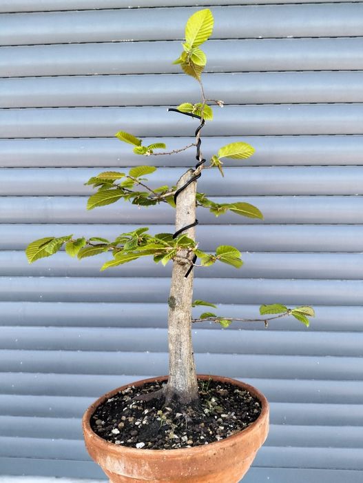 Pré bonsai carpinus betulus