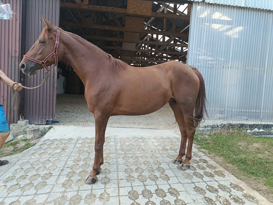 Sprzedam klacz rasy quarter horse