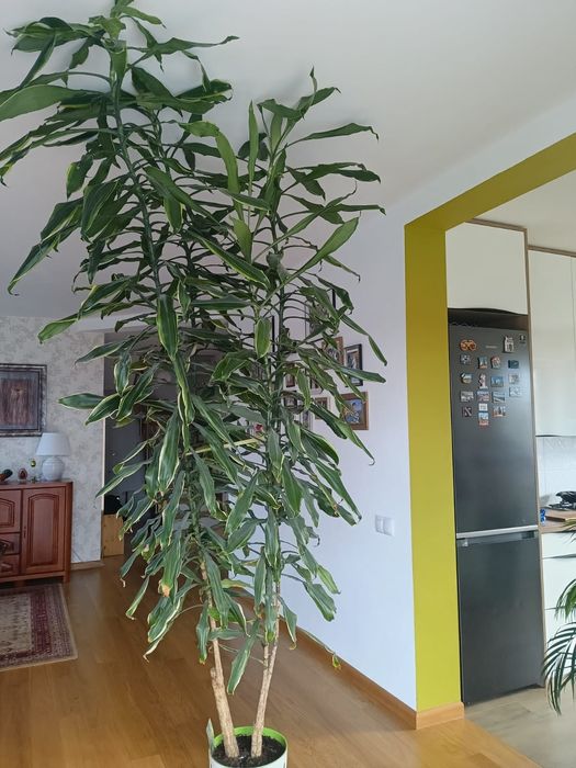Dracena Golden Coast, wys.2,5m, duży, wysoki kwiat