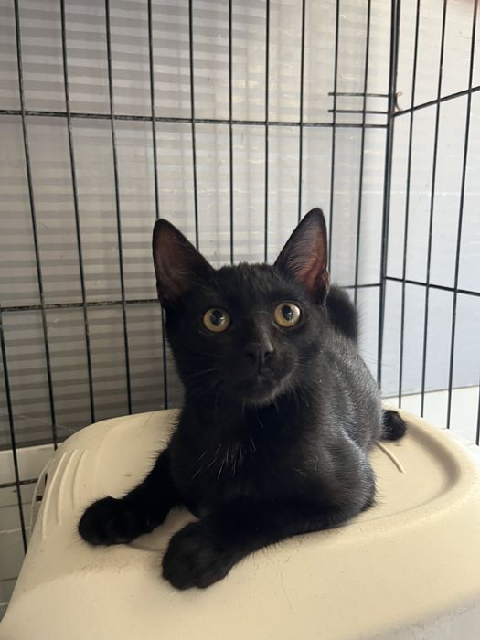 Mogli- Gatinho bebé