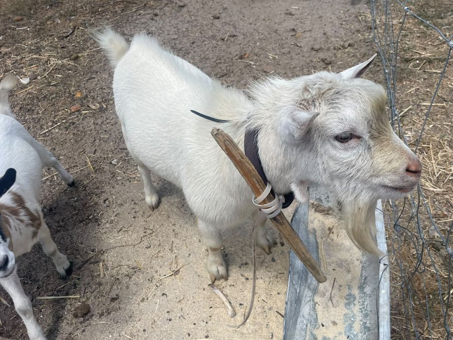 Cabras anã e bodi