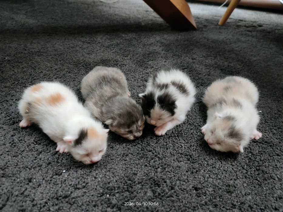 Кошенята пухнасті