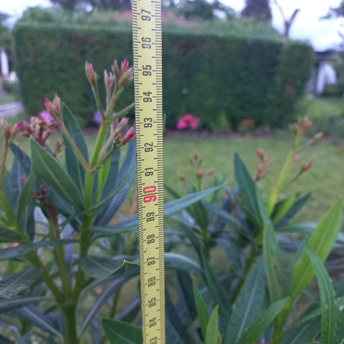 Oleander pospolity w donicy
