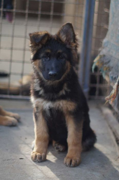 немецкая овчарка