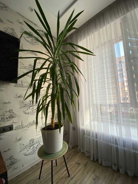 Продам здорову та розкішну рослину Юкка 1м86см