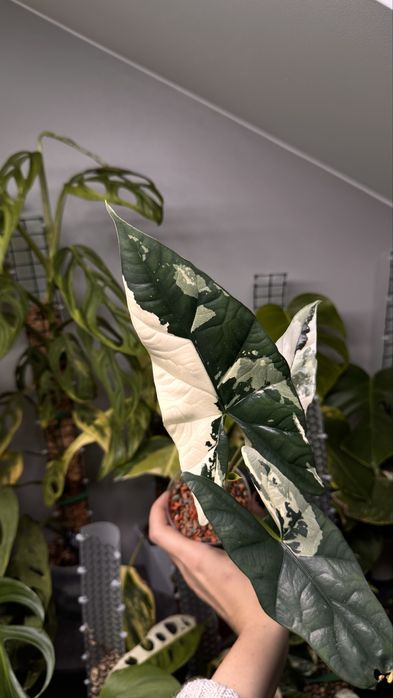 Alocasia simpo albo Алоказія сімпо альо