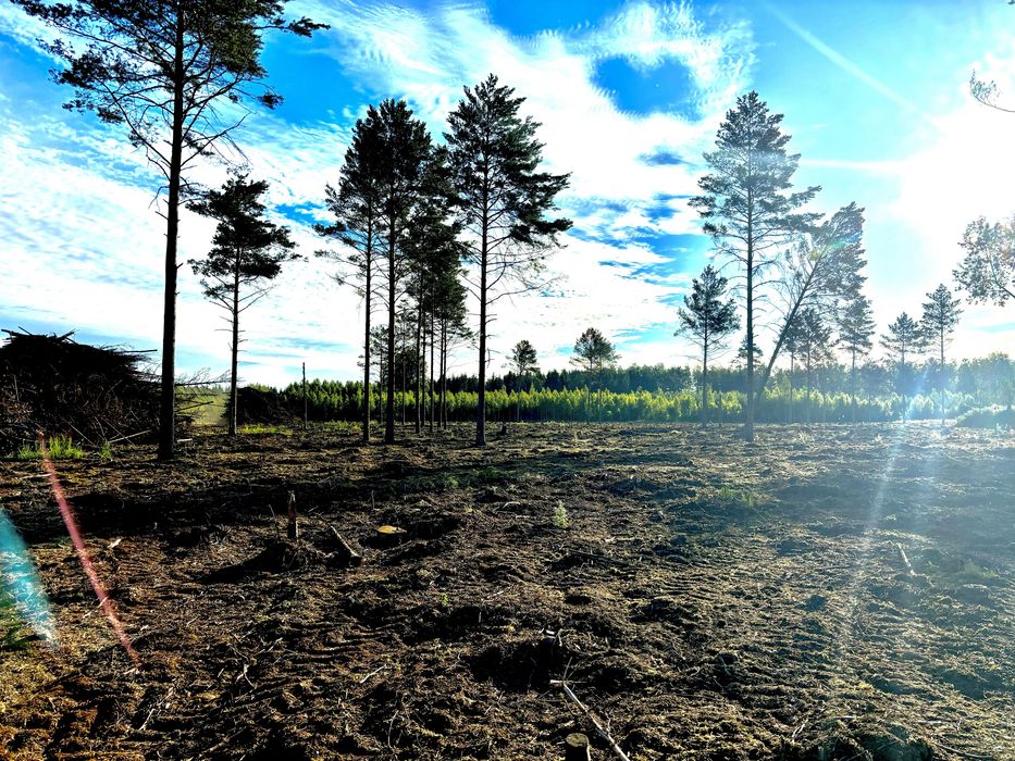 Wycinka lasów, samosiejek