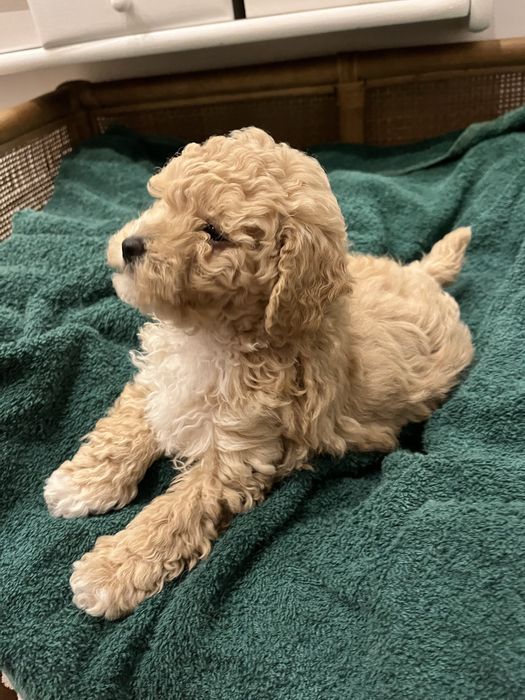 Szczeniak suczka Bischpoo