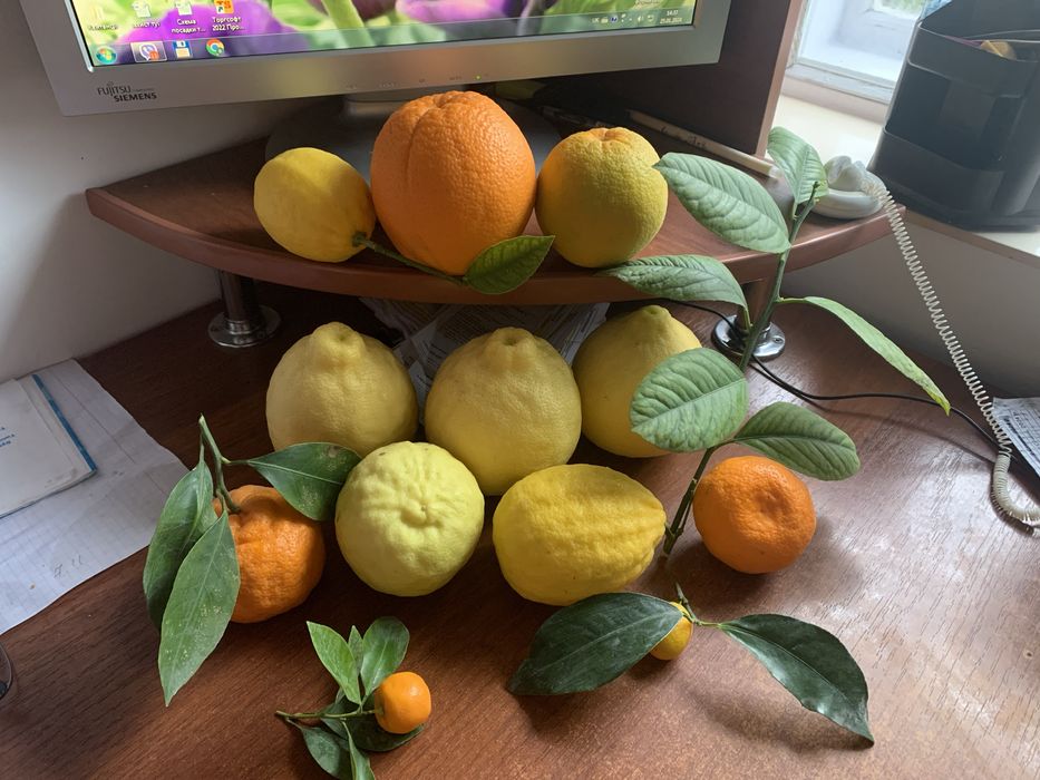 Щеплені мандарини, кумквати. Черенковані лимони