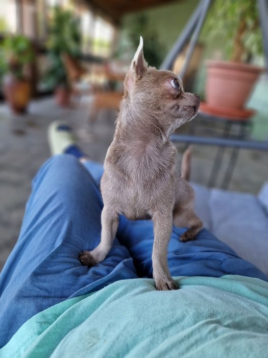 Вязка .Міні чіхуашка чекає на свою дівчинку