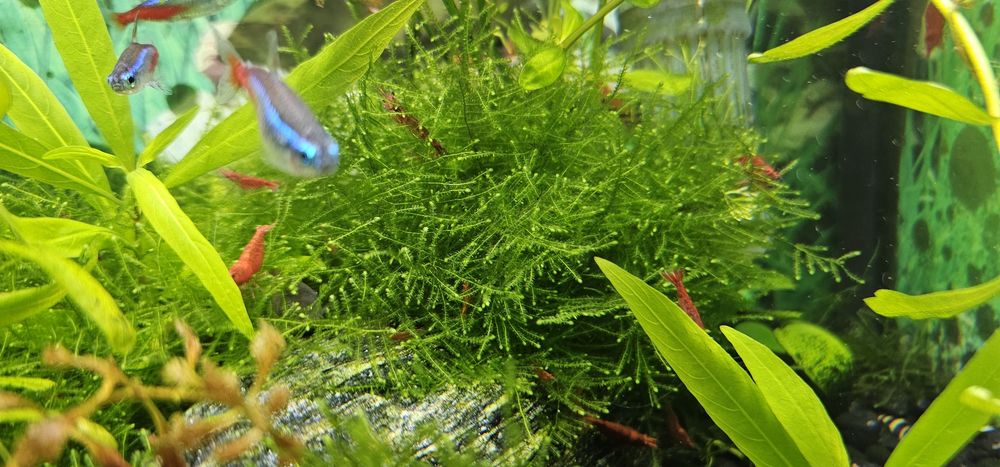 Krewetki red cherry- gratisy