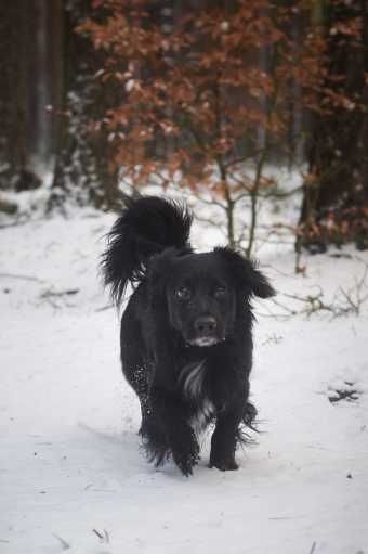 TIPI szuka zdecydowanego i cierpliwego opiekuna