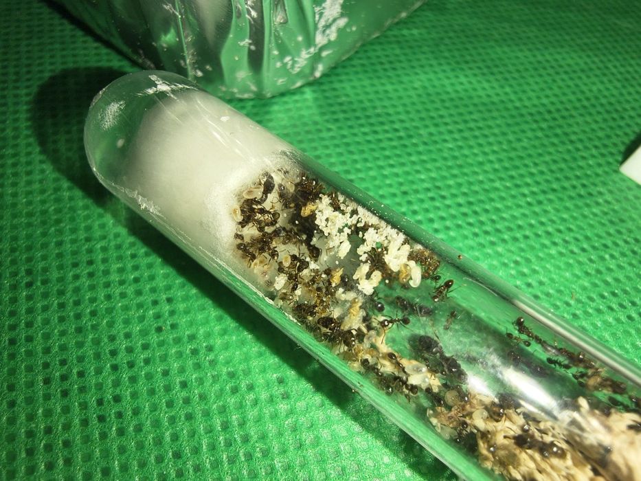 Pheidole indica kolonia mrówek