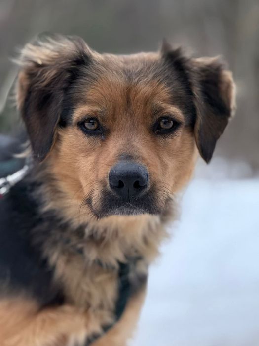 Ciekawska Gusia poleca się do adopcji