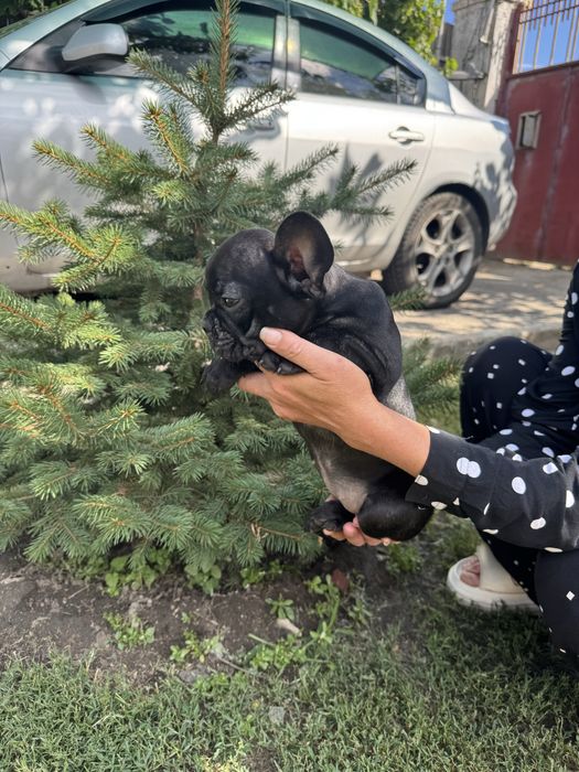Французький бульдог щенята