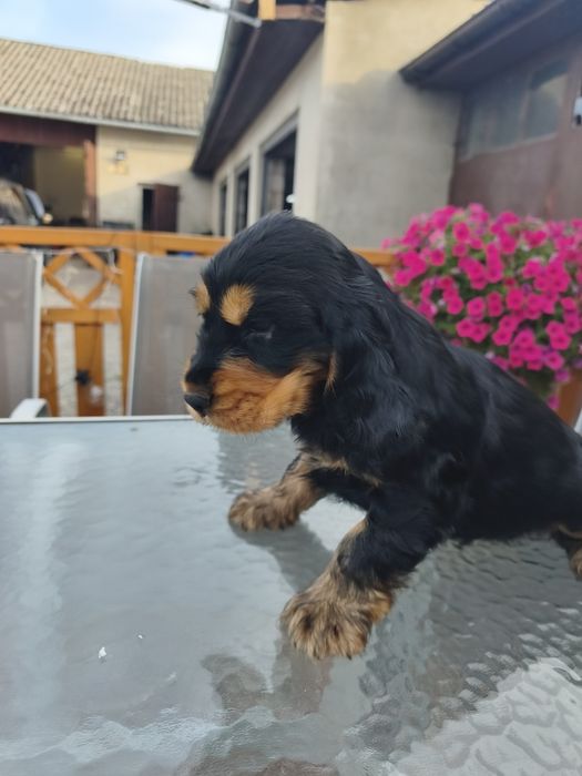 Piesek Cocker spaniel angielski