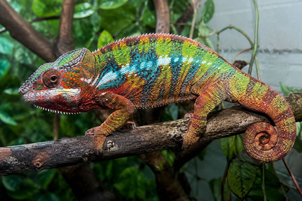 Kameleon lamp. Ambilobe red młode z dokumentami