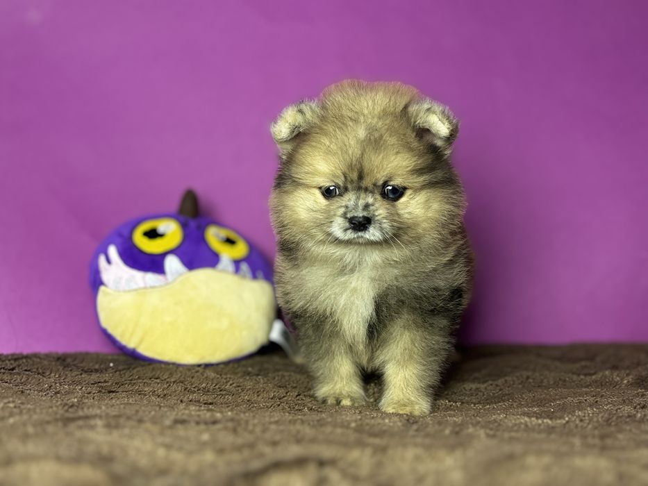 Дівчинка леді шпіц