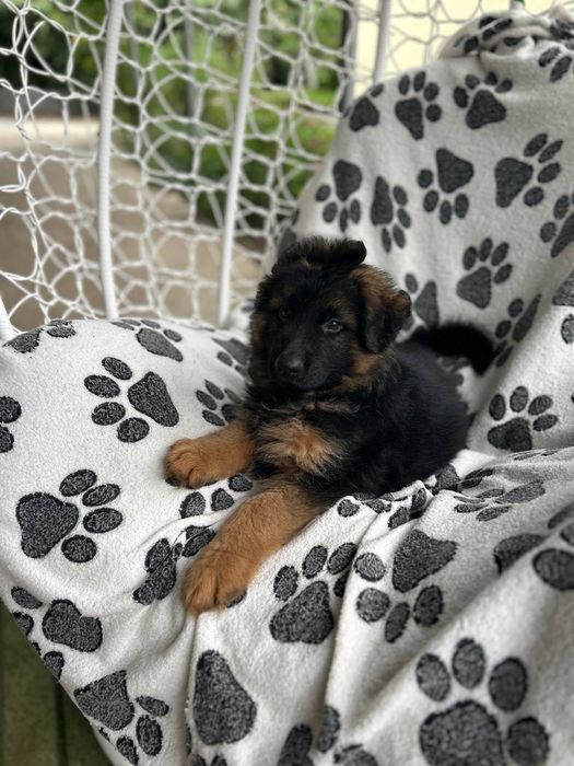 Цуценя німецької вівчарки, хлопчик