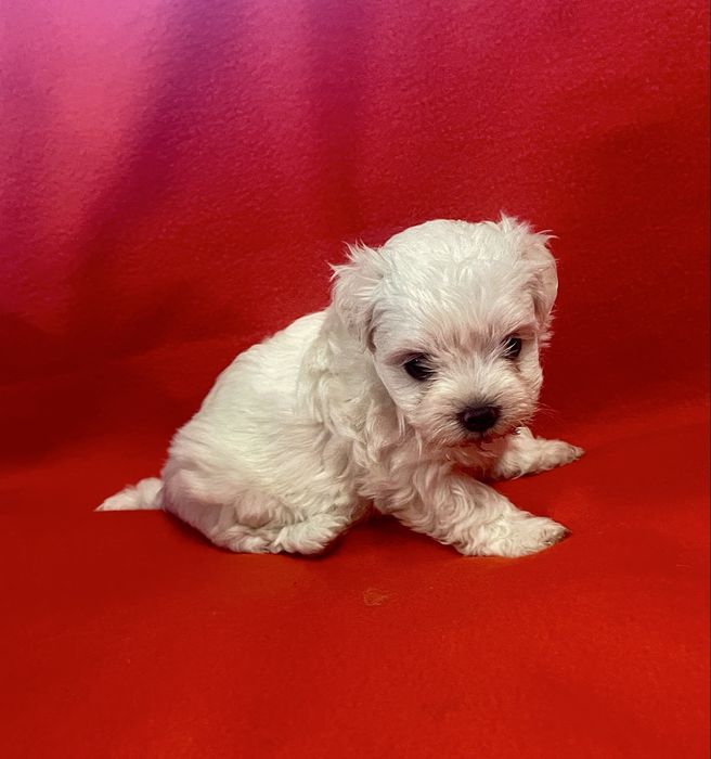 Bichon Maltês Maravilhoso Fêmea