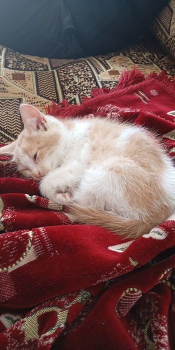 Котик маленький.